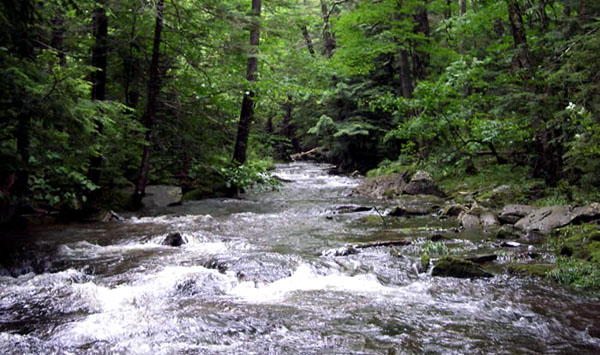 Swimming in the Stream