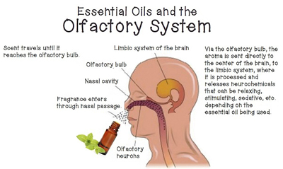 Essential-Oils-and-the-Brain-