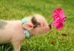 piglet with flower